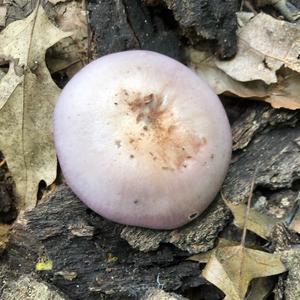 Wood Blewit