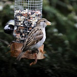 House Sparrow