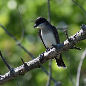 Tree Swallow