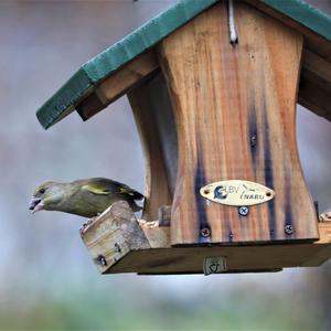 European Greenfinch