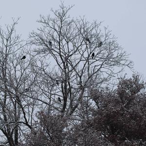 Yellow-billed Chough