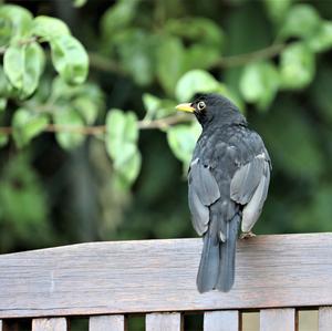 Eurasian Blackbird