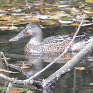 Northern Shoveler