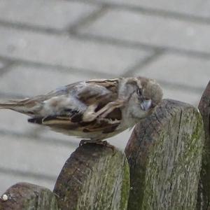 House Sparrow