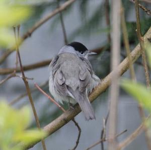 Blackcap