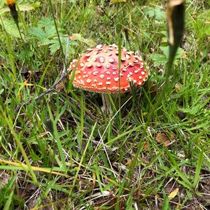 Fly Agaric