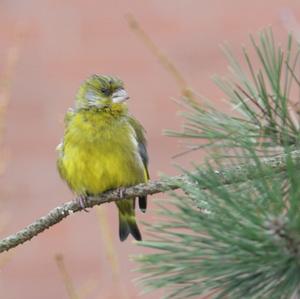 European Greenfinch