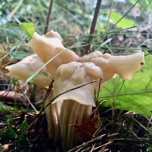 Fluted White Helvella