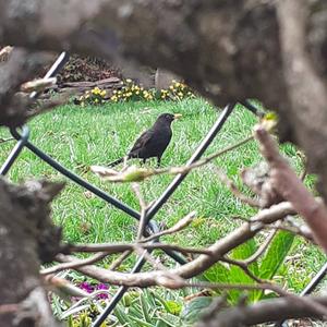 Unknown Species