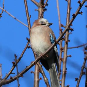 Eurasian Jay