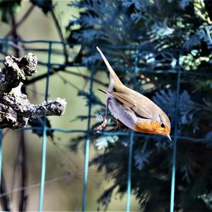 European Robin