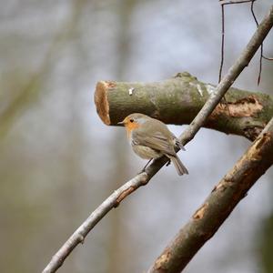 European Robin