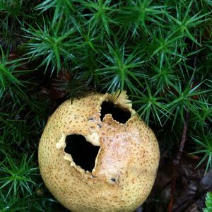 Pigskin Poison Puffball