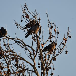 Eurasian Jackdaw