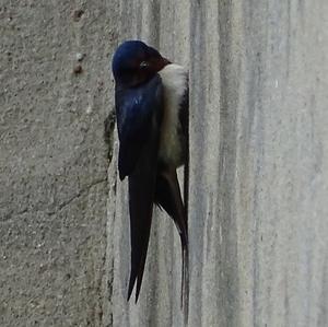 Barn Swallow