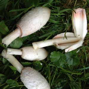 Shaggy Mane