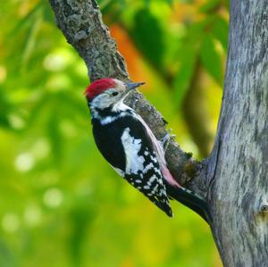 Middle Spotted Woodpecker