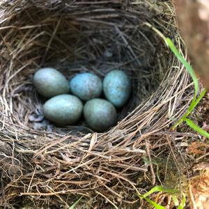 Eurasian Blackbird