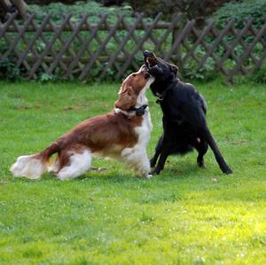 Spaniel (Welsh Springer)