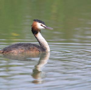 Horned Grebe