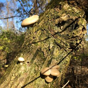 Oyster Mushroom