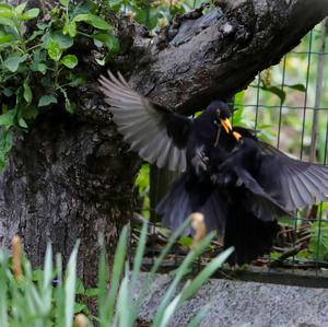 Eurasian Blackbird