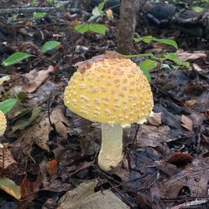 Fly Agaric