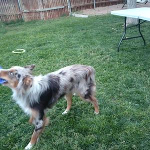 Australian Shepherd