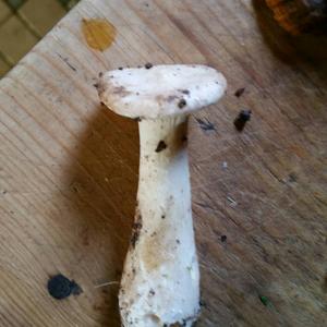 Fat-footed Clitocybe