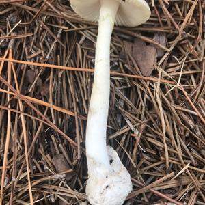 Destroying Angel