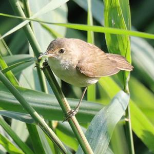 Eurasian Reed-warbler