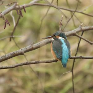 Common Kingfisher