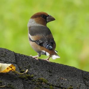 Hawfinch