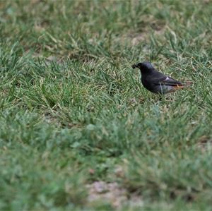 Black Redstart