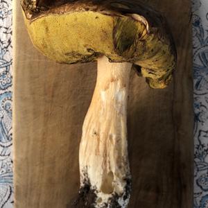 King Bolete