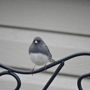 Dark-eyed Junco