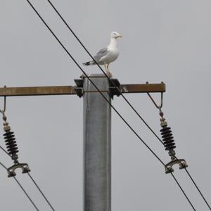 Yellow-legged Gull