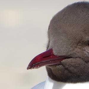 Black-headed Gull