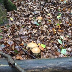 King Bolete