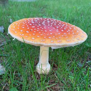 Fly Agaric