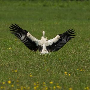 White Stork