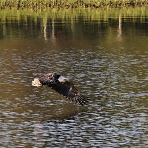 Bald Eagle