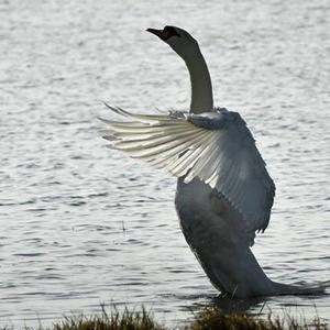 Mute Swan