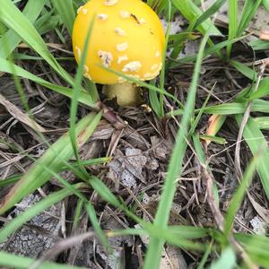 Gemmed Amanita