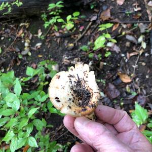 Peppery Milk-cap