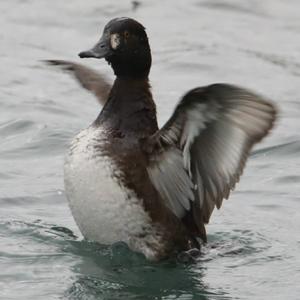 Tufted Duck