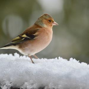 Eurasian Chaffinch