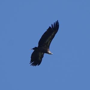 Griffon Vulture