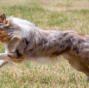 Border Collie