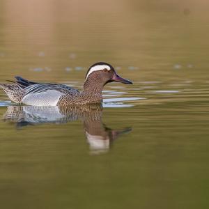 Garganey